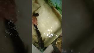 My 5 years old shark # Aquarium cleaning video soon