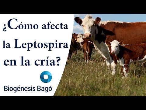 , title : '¿Cómo afecta la Leptospira en la cría? Biogénesis Bagó'