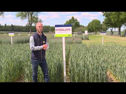 Saaten-Union: Hybridweizen HYMALAYA, Produktmanager Daniel Husmann, Standort HYBRO Wulfsode