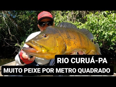 NÃO CLIQUE! É MUITO PEIXE POR METRO QUADRADO, RIO CURUÁ-PA, pescaria