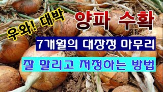 [텃밭농부 1,906]  우와! 대박. 양파 수확. 7개월간 대장정의 마무리. #양파재배