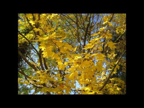 diaphania - 08 dibbuk – musik & film - dirk hübner