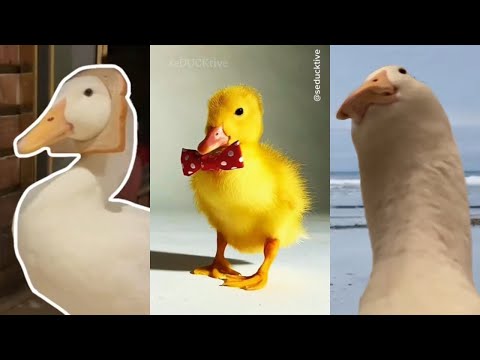 Vidéos drôles et étrangement satisfaisantes (best of duck)
