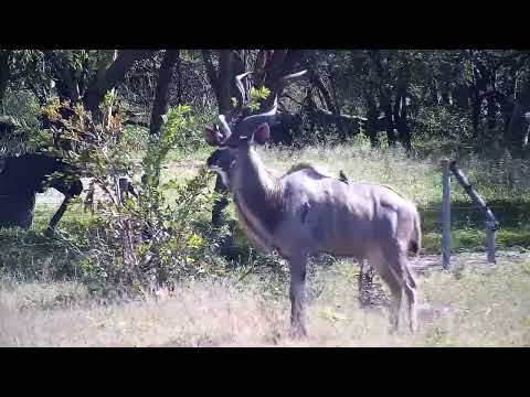 Djuma: Kudu bull - 10:55 - 06/18/2022