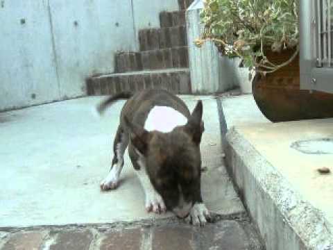 519 M  Bull Terrier BDLW female hotblitz