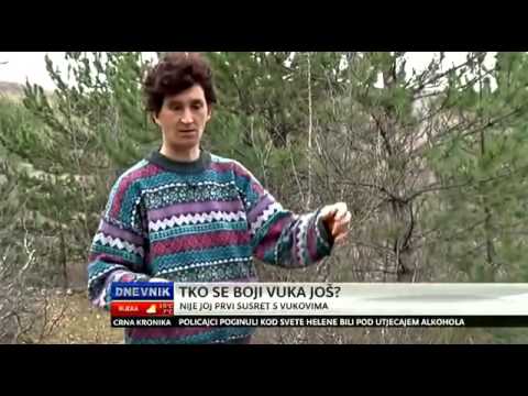 Hrabra Imoćanka i vuk