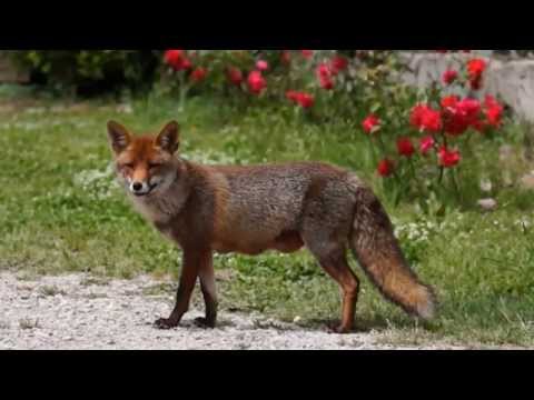 Happy Back Stage director's cut Marina di Grosseto