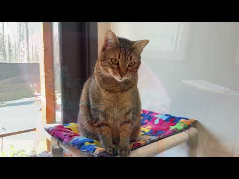 It's the Friday Kitty Cats at the Furkids Animal Shelter & Rescue!  Furkids.org