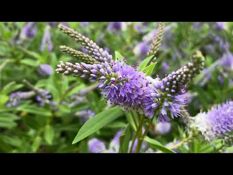 Longleaf Speedwell | Veronica longifolia | Free Footage for MOAH Members