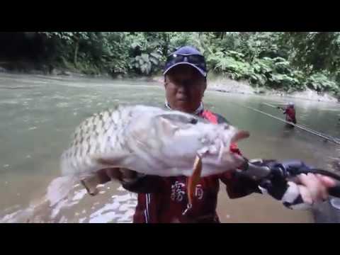 Casting hampala besar di sungai arus deras