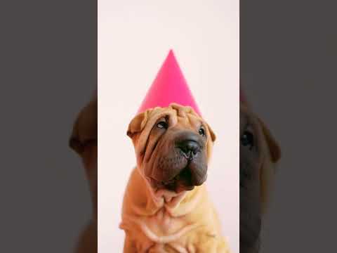 cute dog funny video #cuteanimals #shorts #animalfactshindi #animalfunnymoments @Animalkidsfunn🐶jaya