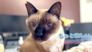 保護猫＆北欧猫に貴重な「まぐろぶし」をごちそう【シャム猫/シャムミックス＆ノルウェージャンフォレストキャット】#cat #japanesecat
