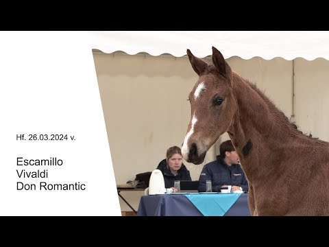 Hf v Escamillo x Vivaldi x Don Romantic 2024