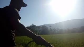 Download lagu 2 campuran obat ajaib..untuk menghindari bobok pada buah tanaman padi mp3 Download lagu 2 campuran obat ajaib..untuk menghindari bobok pada buah tanaman padi mp3