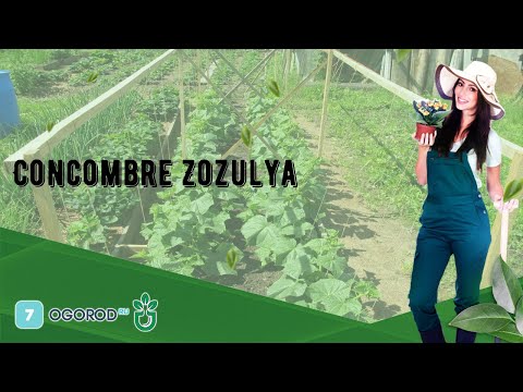 , title : 'Concombre Zozulya'