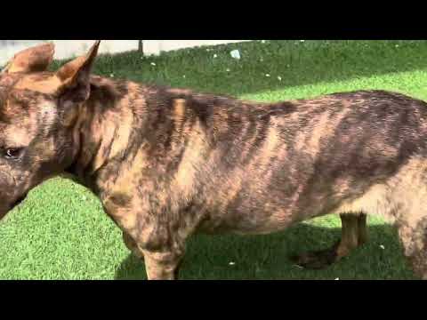 Nicodemus, an adoptable Mixed Breed in Shorter, AL_image-1