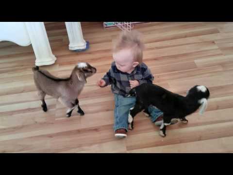 , title : 'Baby and Baby Goats'