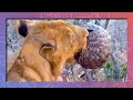 Sharp Teeth VS Sharp Scales A Pangolin Defends Itself Against A Lion S Jaws