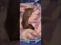 my baby is so funny #squrril #cute #pet #squirrel #monkey #petmonkey #animalphotos #wildlife #anima