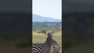 zebra fight #zebra #zebrafight #wildlife #animals #shorts