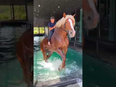 Cavalo Bretão GIGANTE!!