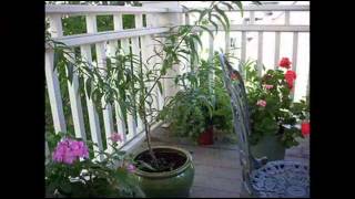 Jimmy Barnes - "Lay Down Your Guns"