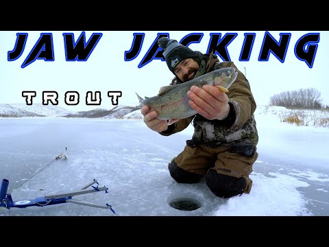 Jaw Jacking SHALLOW Hungry Trout Trophy Fishing Early Ice