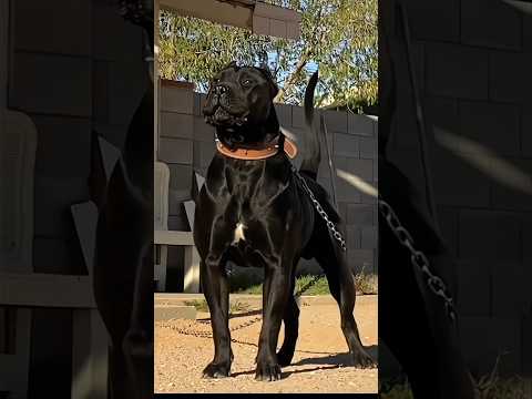 Amazing Dogs Transformation #shorts #viralshorts #dog #canecorso #kangal #alabai