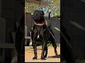 Amazing Dogs Transformation Shorts Viralshorts Dog Canecorso Kangal Alabai