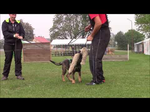 Rufus z Jukasu - protection - 3,5 months