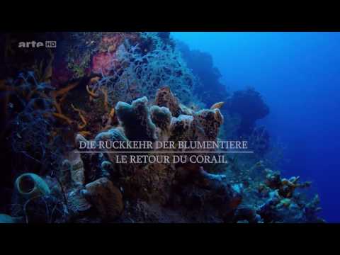 Die Karibik - Die Rückkehr der Blumentiere [ARTE]