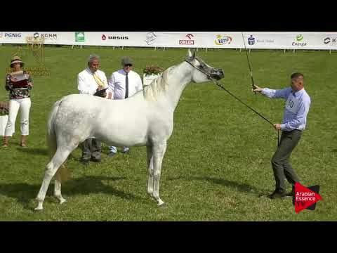 N.60 FLANTI - 2017 Pride Of Poland - 4/6 Years Old Mares (Class 7A)