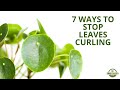 7 Ways To Fix Curling Leaves On Your Pilea Peperomioides Chinese Money Plant