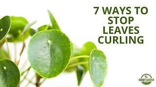 7 Ways To Fix Curling Leaves On Your Pilea Peperomioides (Chinese Money Plant)