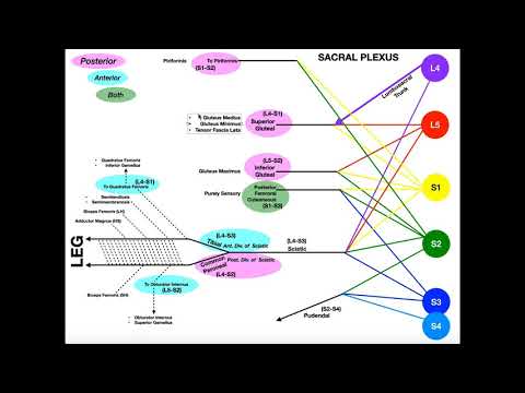 Blood Supply to the Hip & Thigh