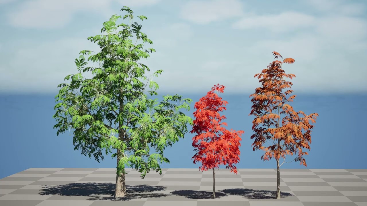 Sourwood or Sorrel Tree Small species 3D Model