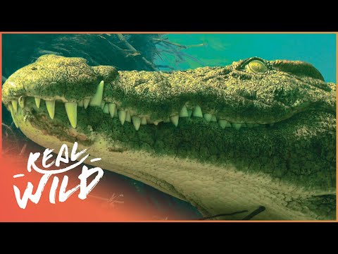 This Is Why The Crocodile Is The Most Feared Reptile On Earth | Diving With Crocodiles | Real Wild