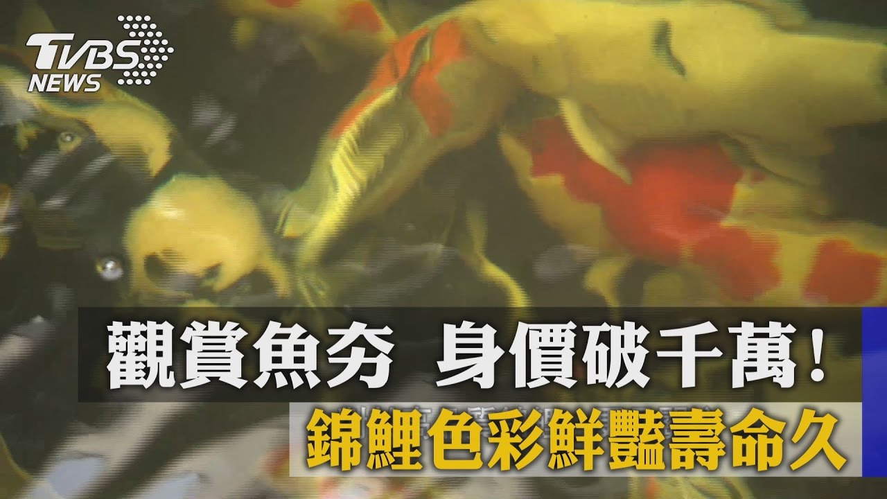 觀賞魚夯 錦鯉色彩鮮豔壽命久身價破千萬!