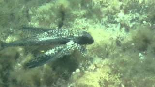 Es Banc | Formentera, Es Banc - Baleares Formentera España foto 2