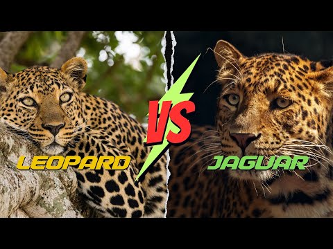 Leopard vs Jaguar - difference between jaguar and leopard explained - Big cats