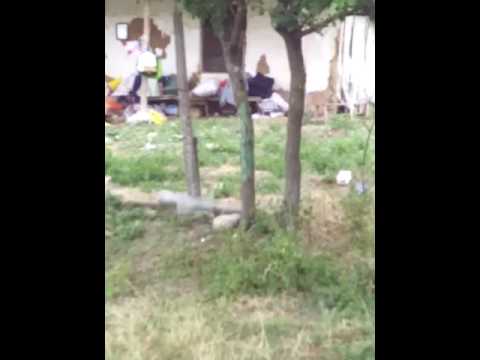 Comuna Bogdana sat Bogdana str Cotroceni jud Teleorman.