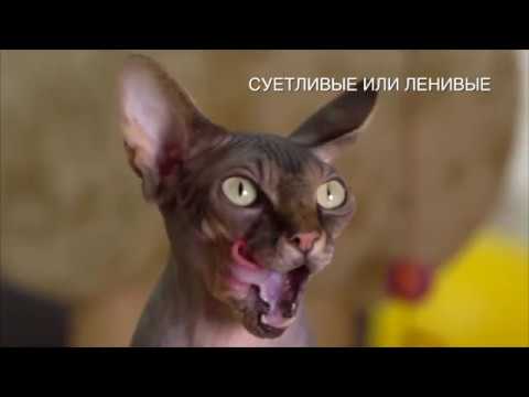 Корм Brit Care Cat Crazy Kitten для котят, беременных и кормящих кошек