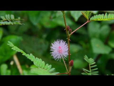 mimosa pudica por paraziták férgek és paraziták elleni szerek