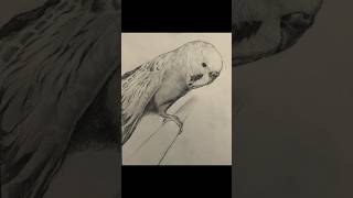 インコのストレッチ(すさー) 素描 #絵 #お絵描き #美術