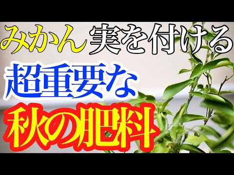 クリビアを再び咲かせるために水やりする肥料は何ですか？室内光