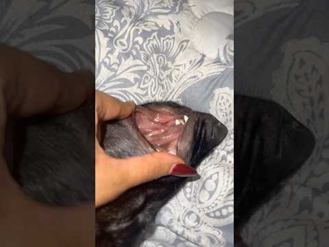 طاحت اسنانها 😱💔🐾