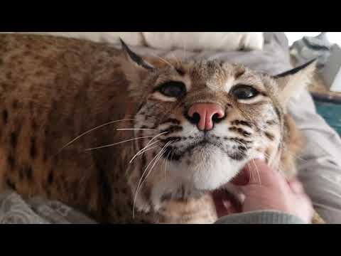 Big Boy the big bobcat and some questions answered