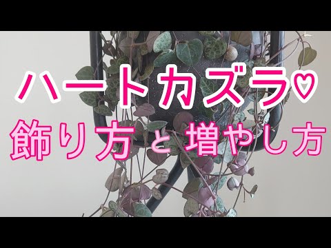 吊り下げ燭台の花、ハートの文字列 植物
