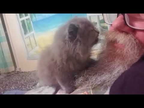 New kitten mad I left until apparently finds treasure in mustach