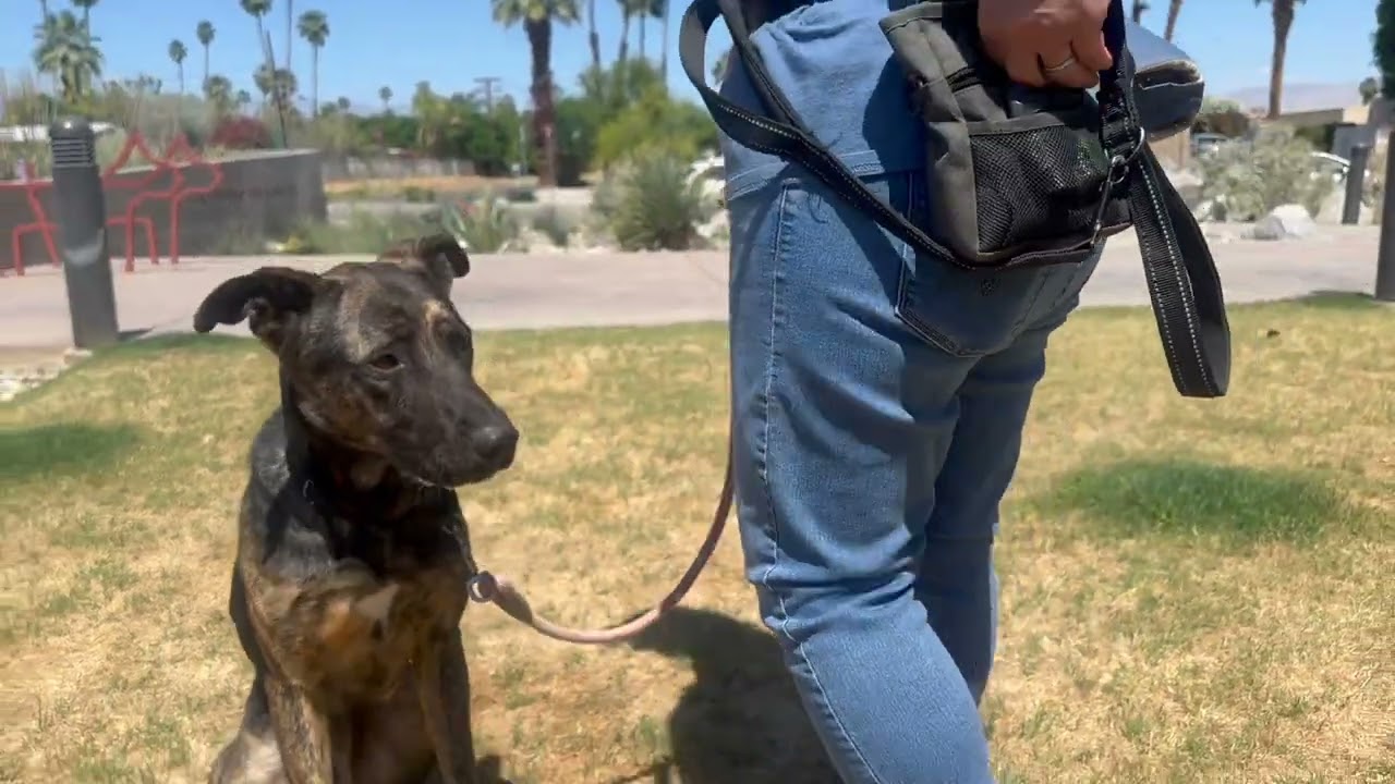 Enlarge Brookie, a Adoptable Shepherd in Palm Springs, CA video 4/4